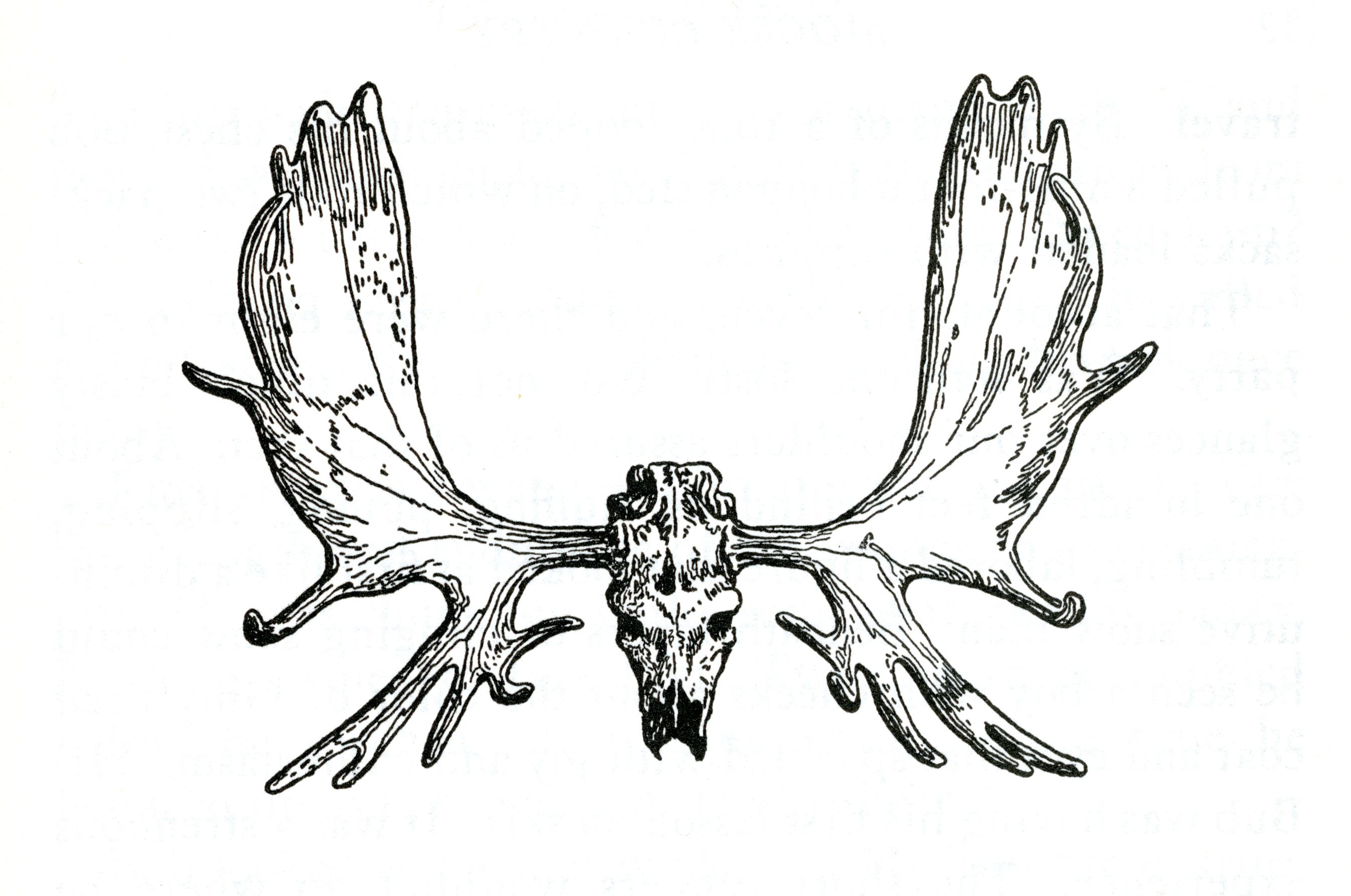 2693x1787 Bob Meyers, Illustrator