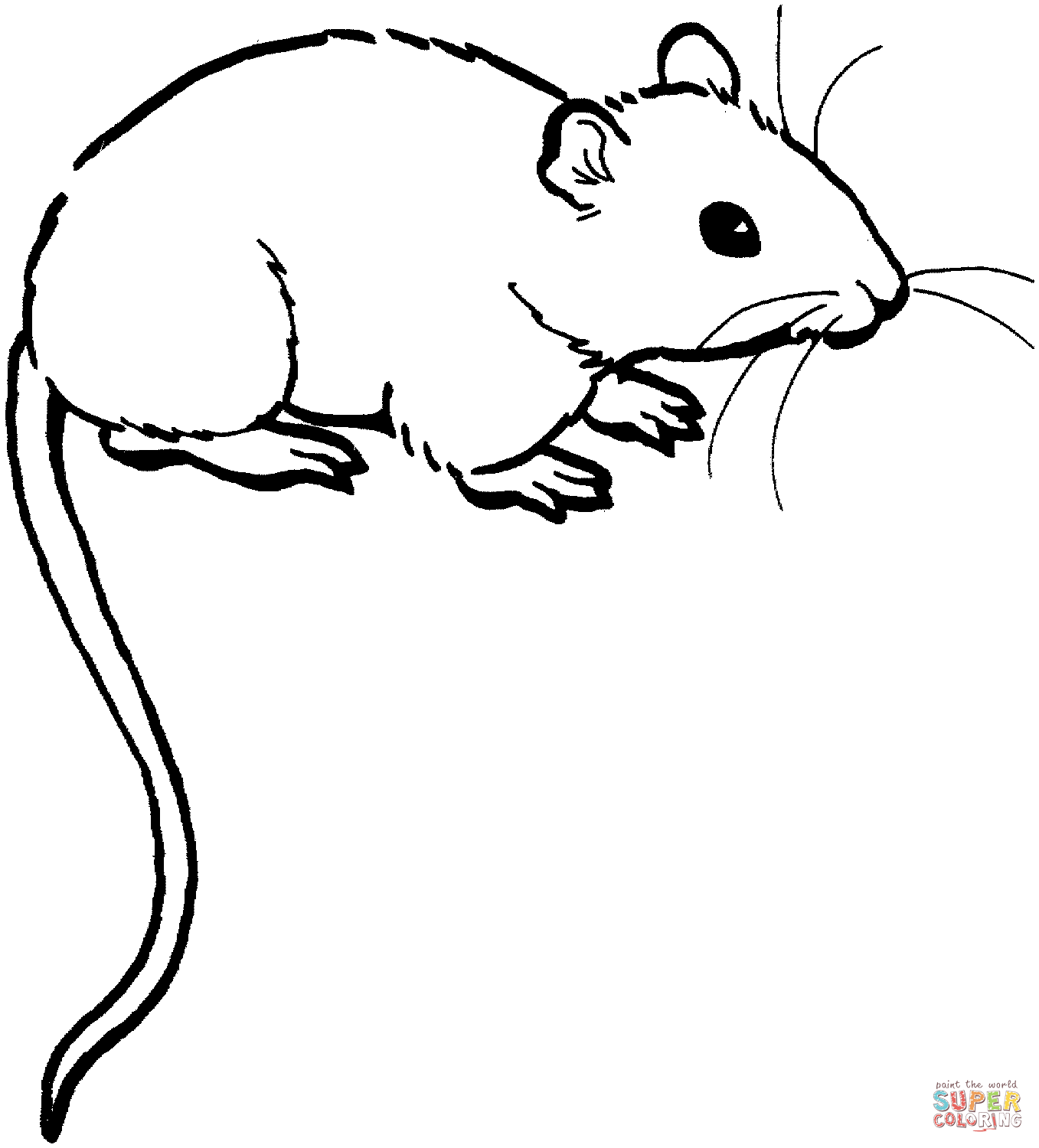 Mouse Animal Drawing