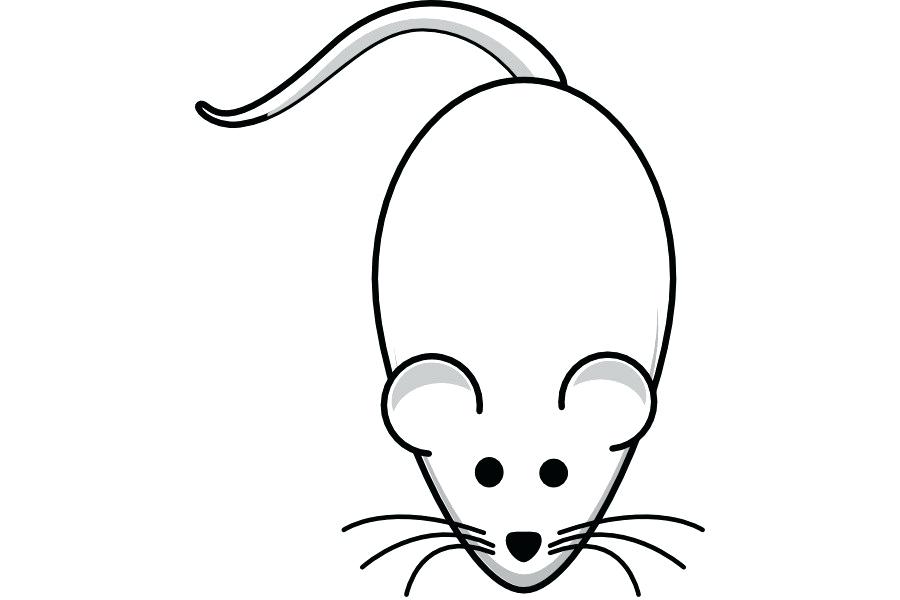 Mouse Animal Drawing | Free download on ClipArtMag