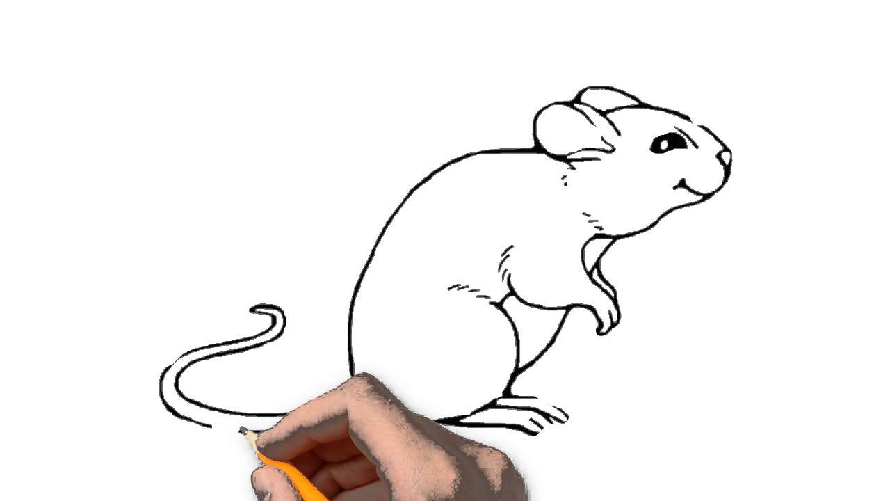1280x720 The Mouse Animals Pencil To Draw Step