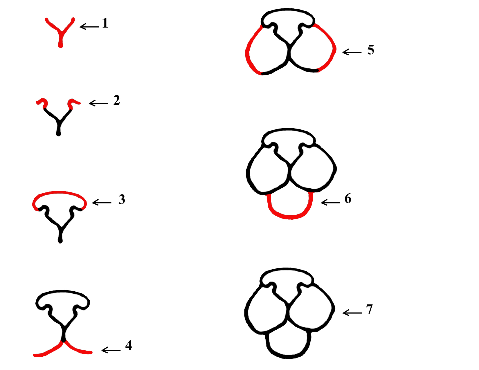 1650x1275 Drawing Cartoon Eyes Nose And Mouth Girl Easy Step