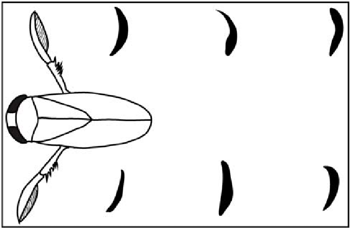 702x459 Line Drawing Illustrating A Water Boatman