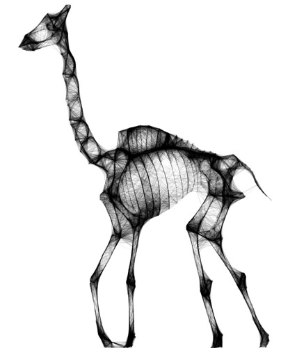 427x500 Giraffe Playing With Harmony Jason Levesque