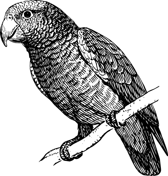 570x598 perched parrot drawing clip art