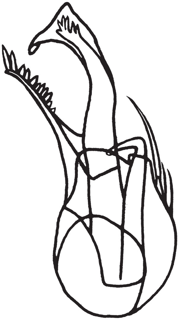 604x1080 collecting in the museum new species, taxonomic changes