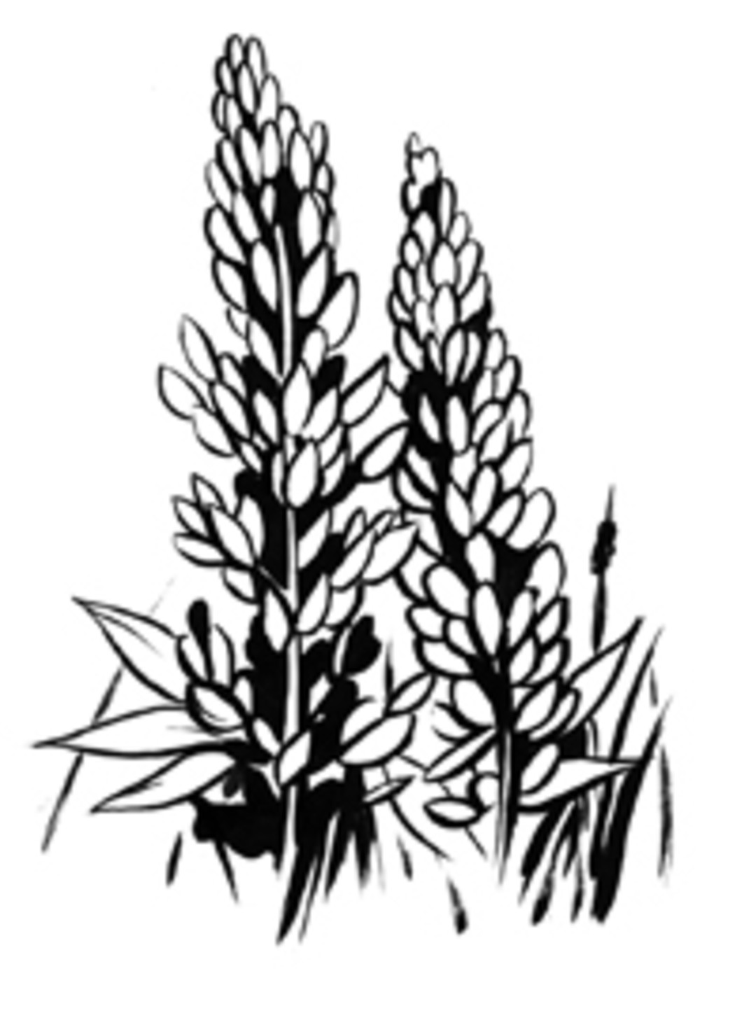 1080x1447 Mount Rainier's Wildlife And Wildflowers Seattle Met