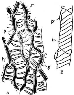 250x319 Mount Rainier National Park