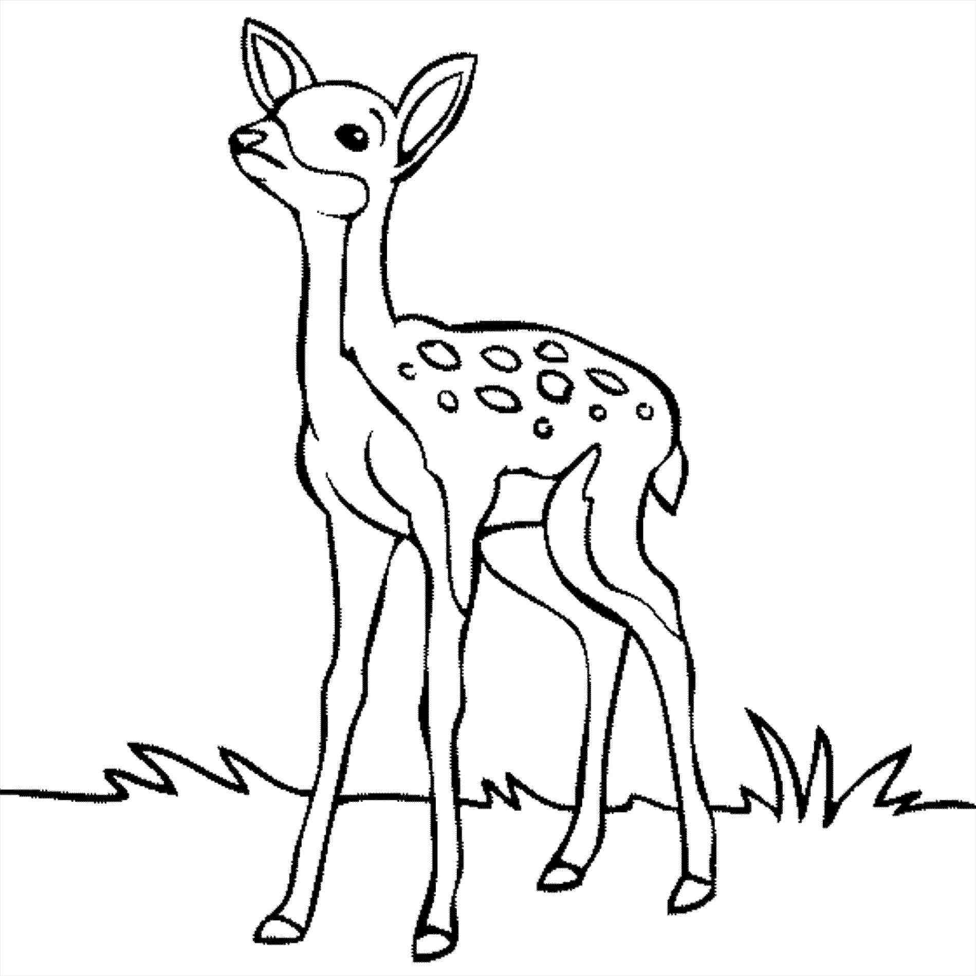 1899x1899 Easy Drawing Of A Deer Simple