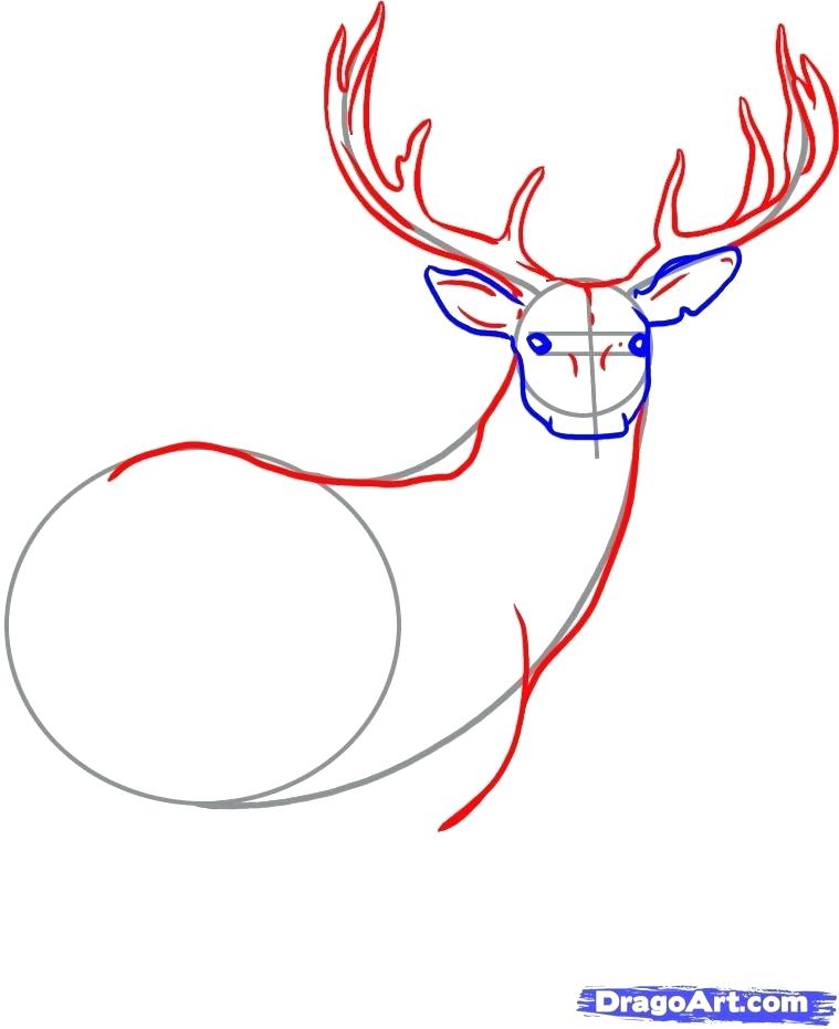 759x931 How To Draw Dear Deer Drawings Step Draw Deer Skull
