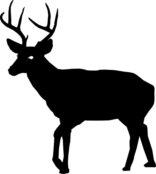 500x558 Stag Vector Mule Deer, Picture