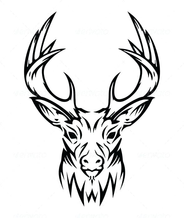590x700 Caribou Drawing