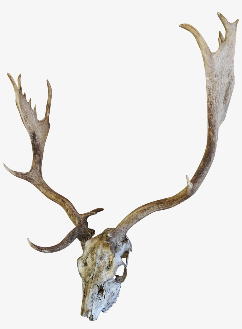 820x1117 English Fallow Deer Skull Chairish