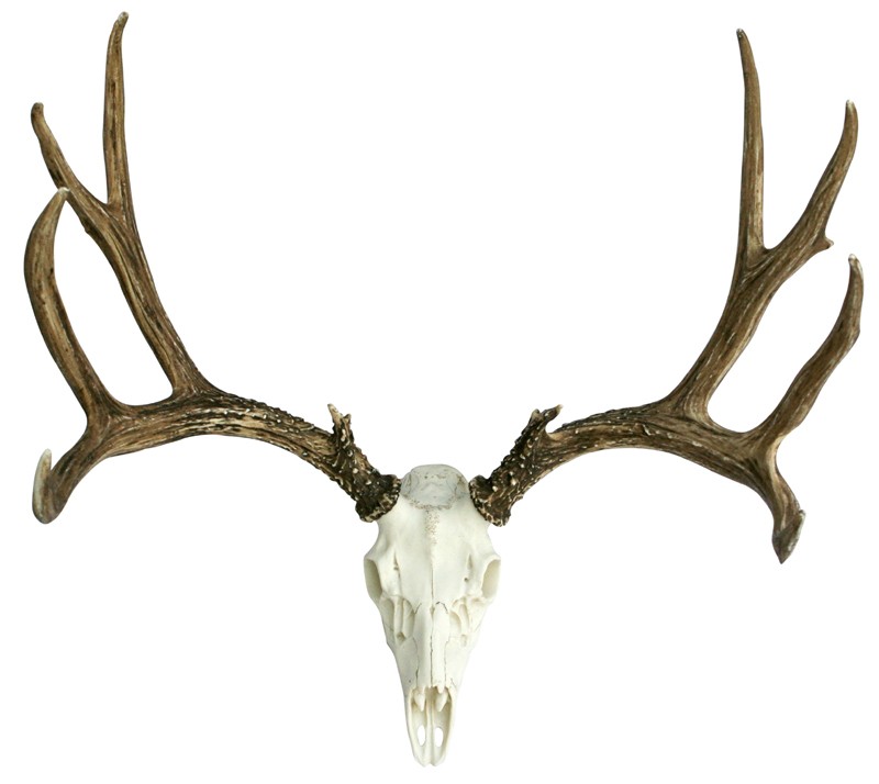 800x714 Mule Deer Skull Drawing