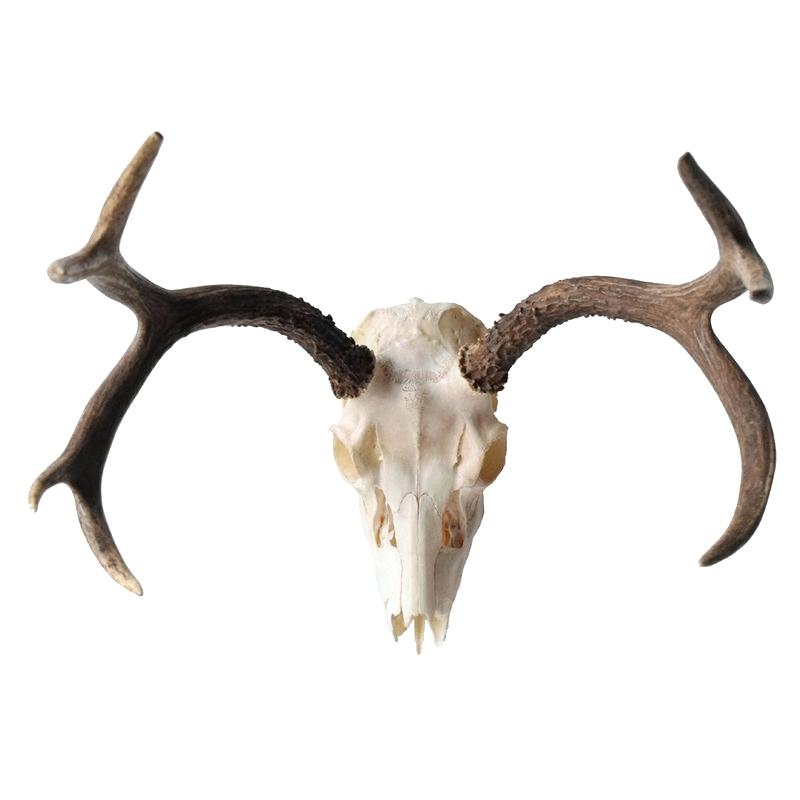 800x800 mule deer skull larger image mule deer skull drawing norths