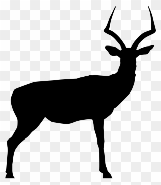 320x366 Clipart Impala Deer Skull Drawing Earth