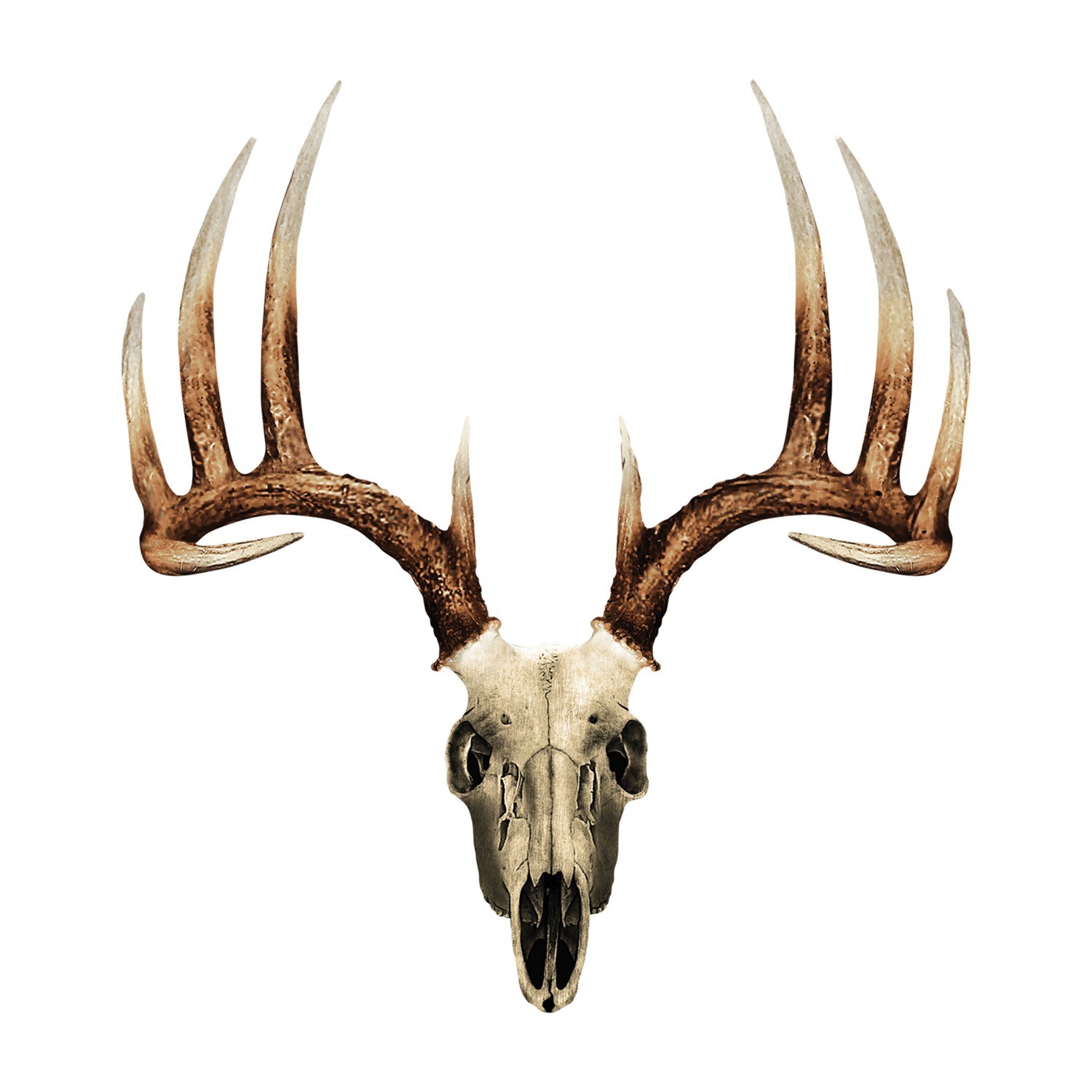 1500x1500 Mule Deer Skull Drawing