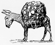 190x154 Ass Mule Drawing Funny Animals Women's Premium T Shirt