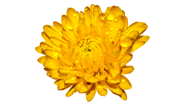 640x350 Collection Of Free Chrysanthemum Drawing Crysthanamum Download