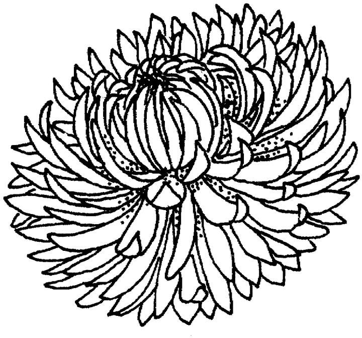 720x671 Crtezi Raznog Cveca Chrysanthemum