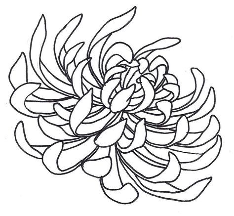 474x437 Silk Expressions Chrysanthemum Drawing