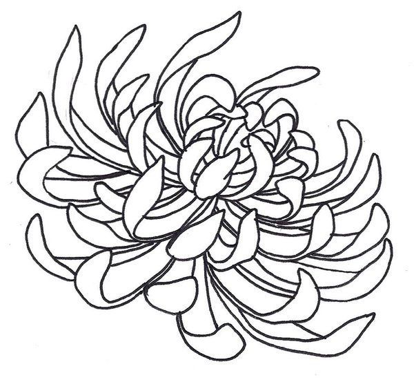 600x553 Spider Chrysanthemum