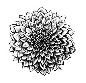 300x289 White Flower Drawings