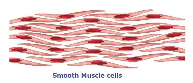 Muscle Tissue Drawing