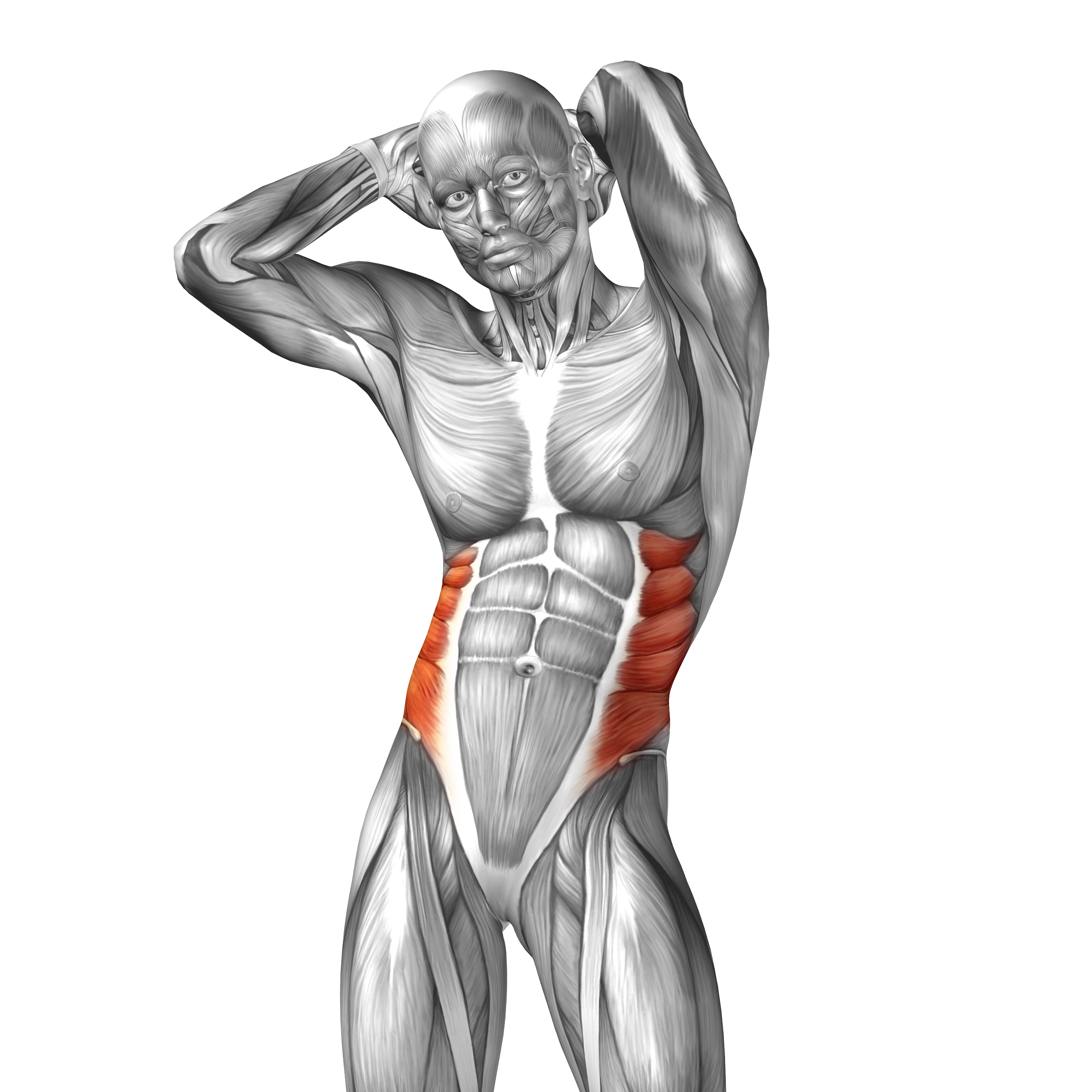 4977x4977 Collection Of Free Drawing Muscles Muscular Body Download On Ui Ex