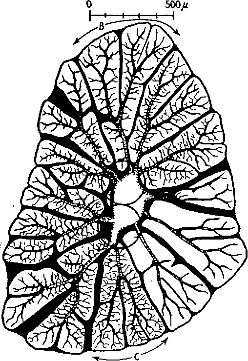 508x740 Diffusion In Insect Wing Muscle, The Most Active Tissue Known