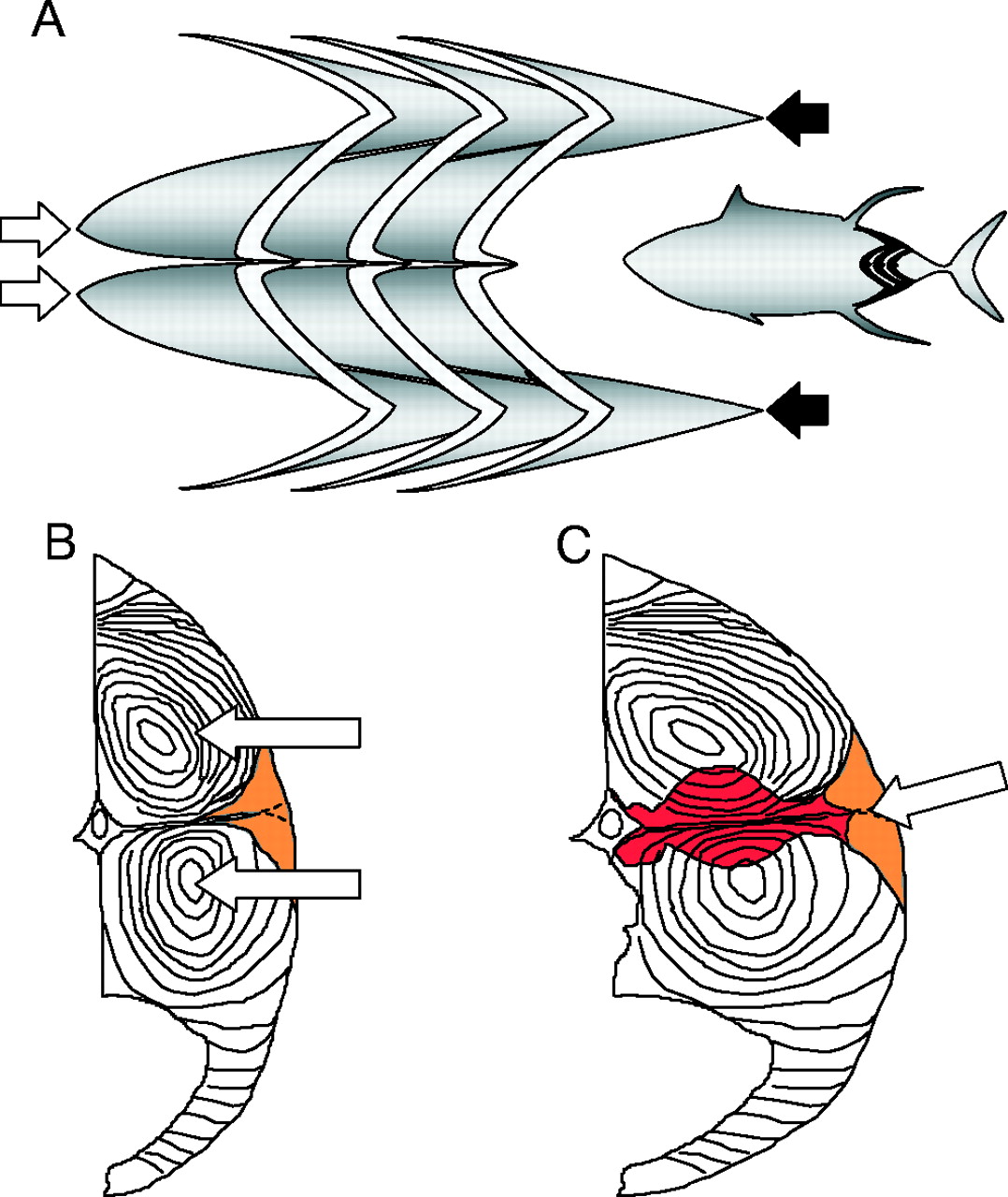 1078x1280 Design Of Heterothermic Muscle In Fish Journal Of Experimental