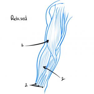 Muscle Tissue Drawing | Free Download On ClipArtMag