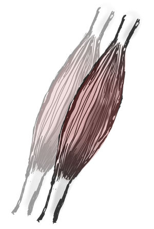 300x447 Muscle Sensation Duality In Massage Therapy