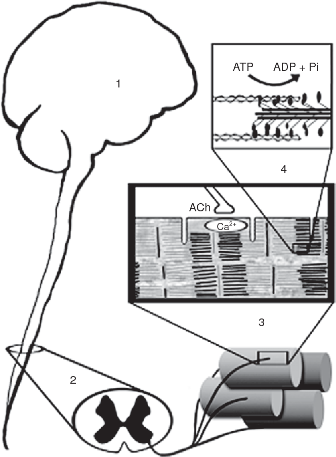 664x904 Skeletal Muscle Fatigue