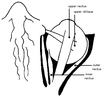 360x338 Structures Surrounding The Eye