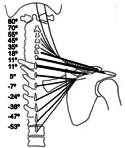 254x300 Upper Trapezius The Key To Scapulohumeral Rhythm