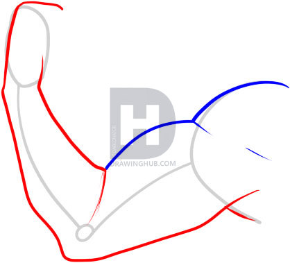 418x379 How To Draw A Muscle, Step