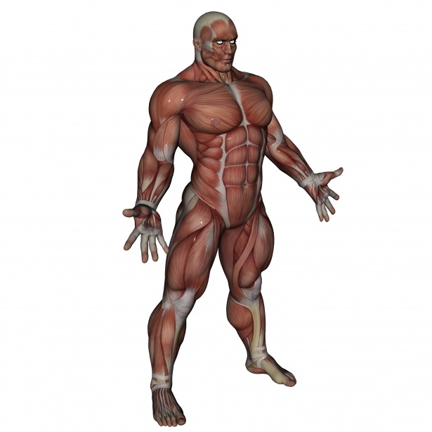 615x615 Muscle Man Free Stock Photo