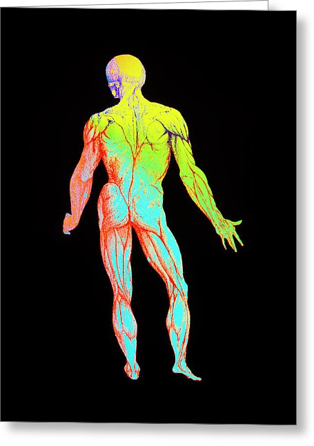 455x646 Enhanced Vesalius Drawing Showing Muscular System Photograph