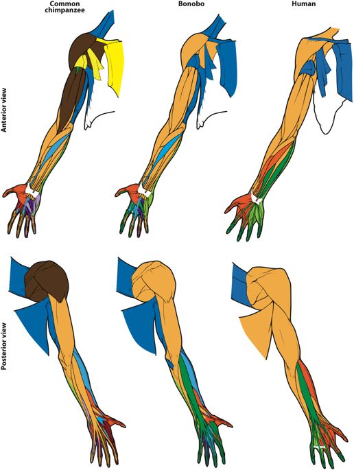 516x685 First Anatomical Network Analysis Of Fore And Hindlimb
