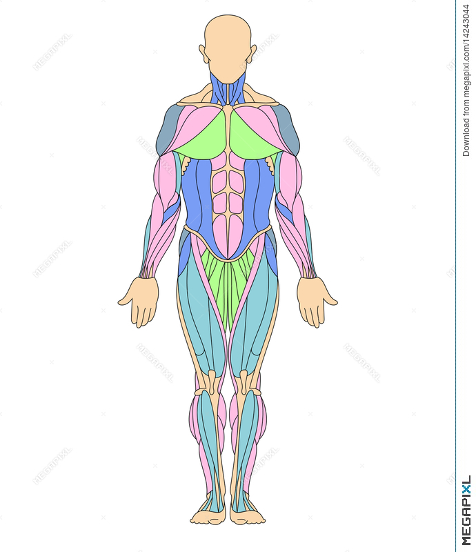 690x800 Human Muscular System Illustration