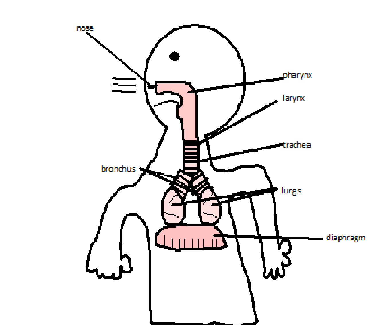 muscular-system-drawing-free-download-on-clipartmag