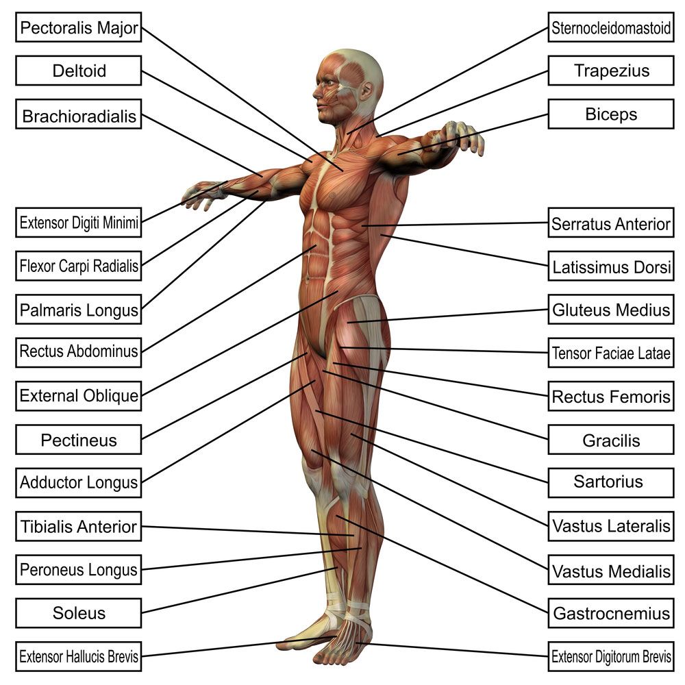 1000x1000 male muscular system healthampfitness human anatomy, physiology