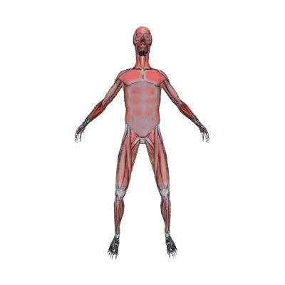 400x400 Muscular System Human Body Anatomy Model Eonexperience