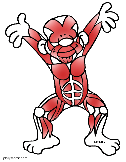 507x648 Muscular System Clip Art Free Image