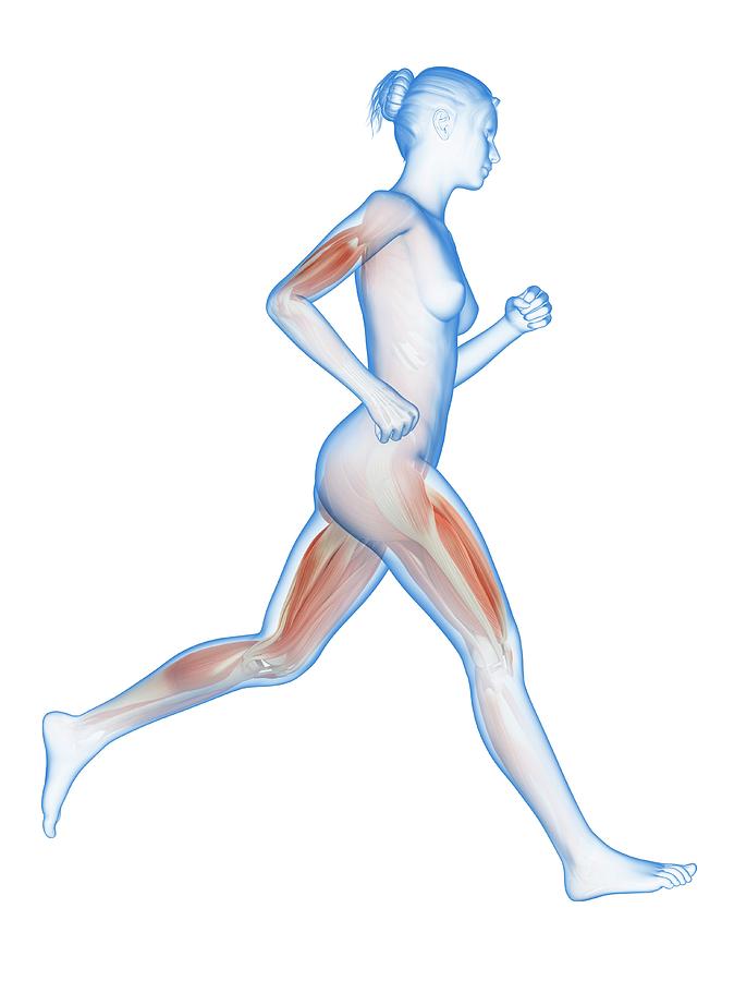 674x900 Muscular System Of A Runner Photograph