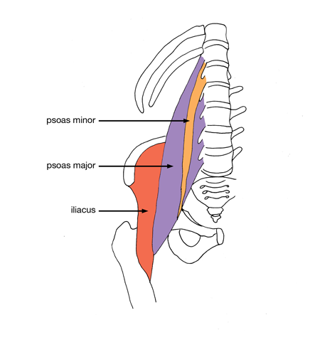 450x495 Psoas Minor Muscle Human Muscular System