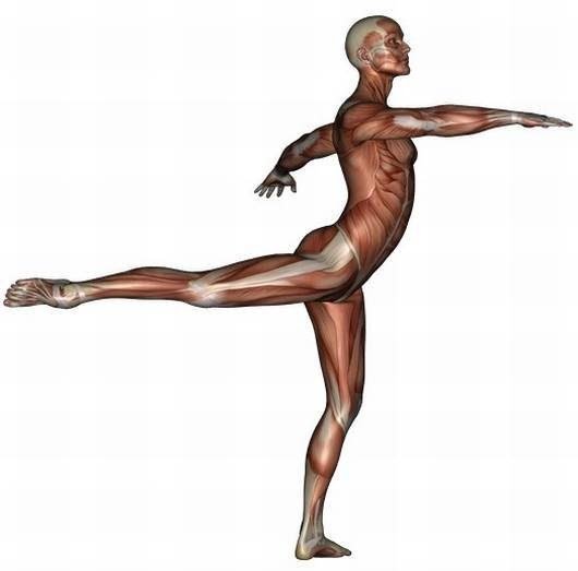 530x523 Skeletal And Muscular System