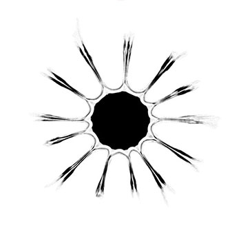 350x350 Would The Nervous And Skeletal Systems Function Without