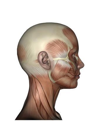 338x450 Beautiful Muscular System Decorative Art Artwork For Sale, Posters