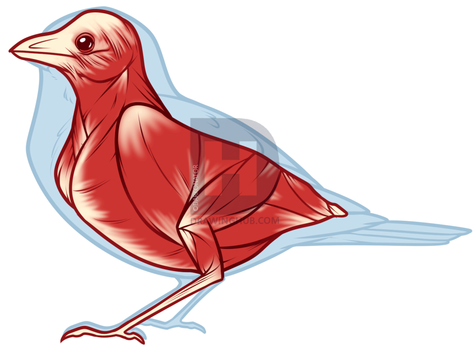 962x720 Bird Anatomy Drawing, Step